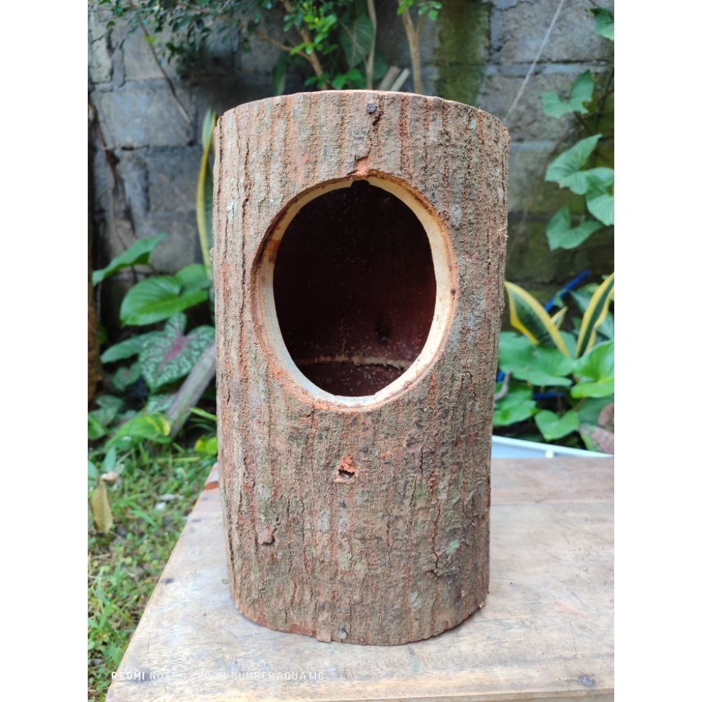 Glodok pohon kayu mahoni murai