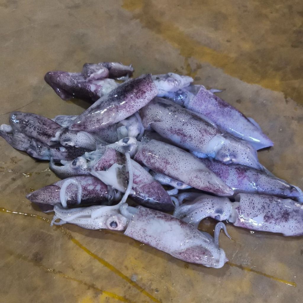 CUMI TELUR 1KG