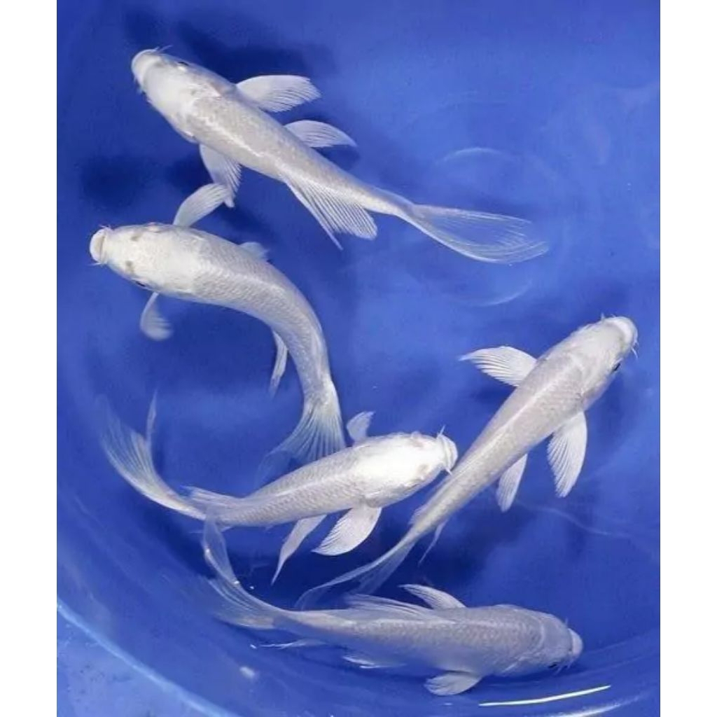 PROMOO 1ekor koi platinum 10-14cm kupu kupu putih cocok untuk aquarium