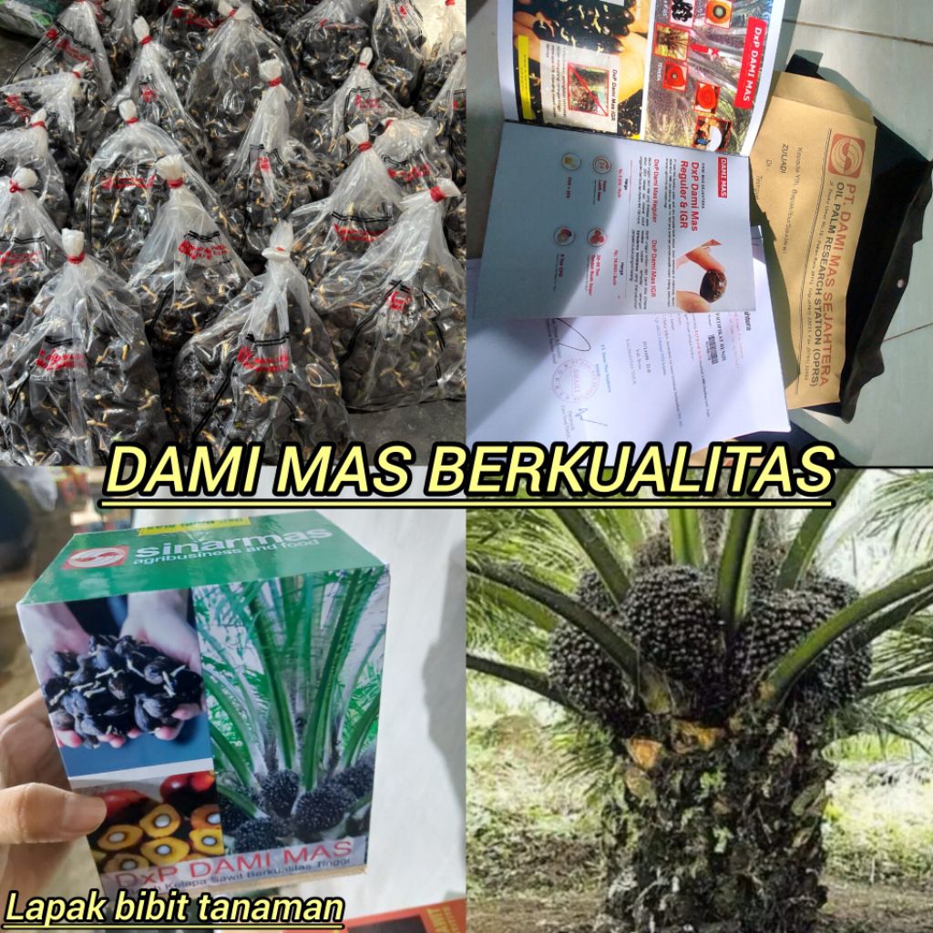 bibit kecambah sawit dami mas berkualitas