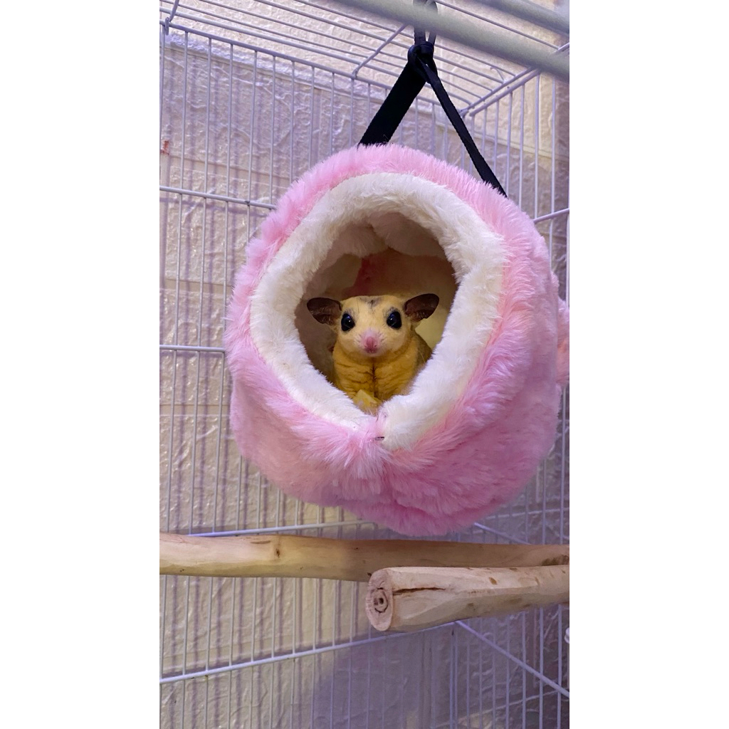 Sugar Glider Mozaik Platinum Jantan Remaja siap kawin
