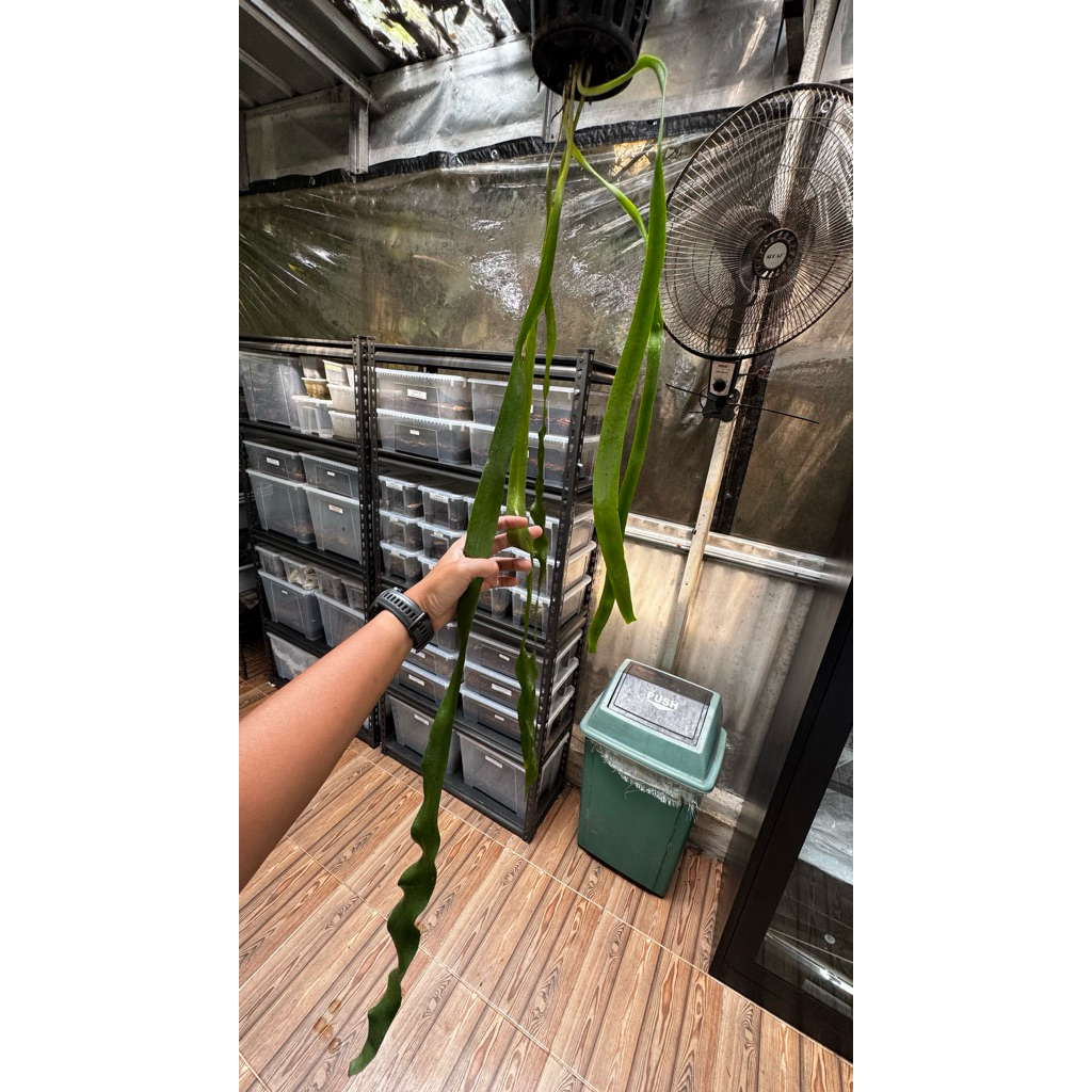 Ophioglossum pendulum / Tanaman Pakis Epifit / Fern