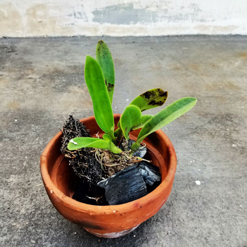 Tanaman anggrek cattleya mantini dewasa ungu bunga besar wangi kode I