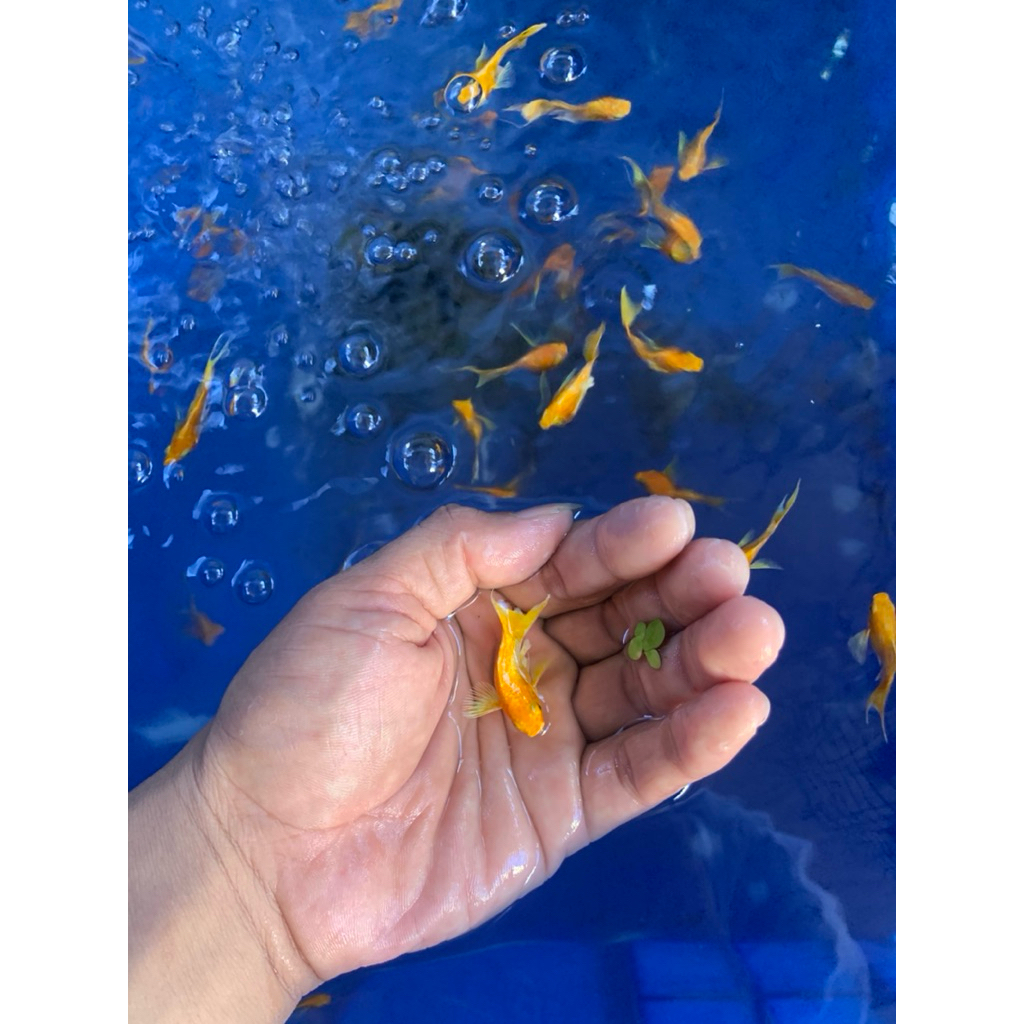 MOLLY GOLD CAWANG SUPER ikan molly gold cawang size dewasa