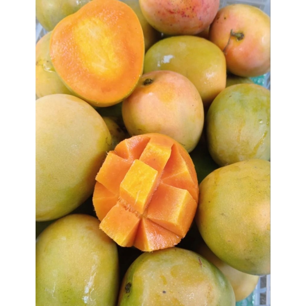 Mangga Gincu Premium Matang Pohon 1 kg