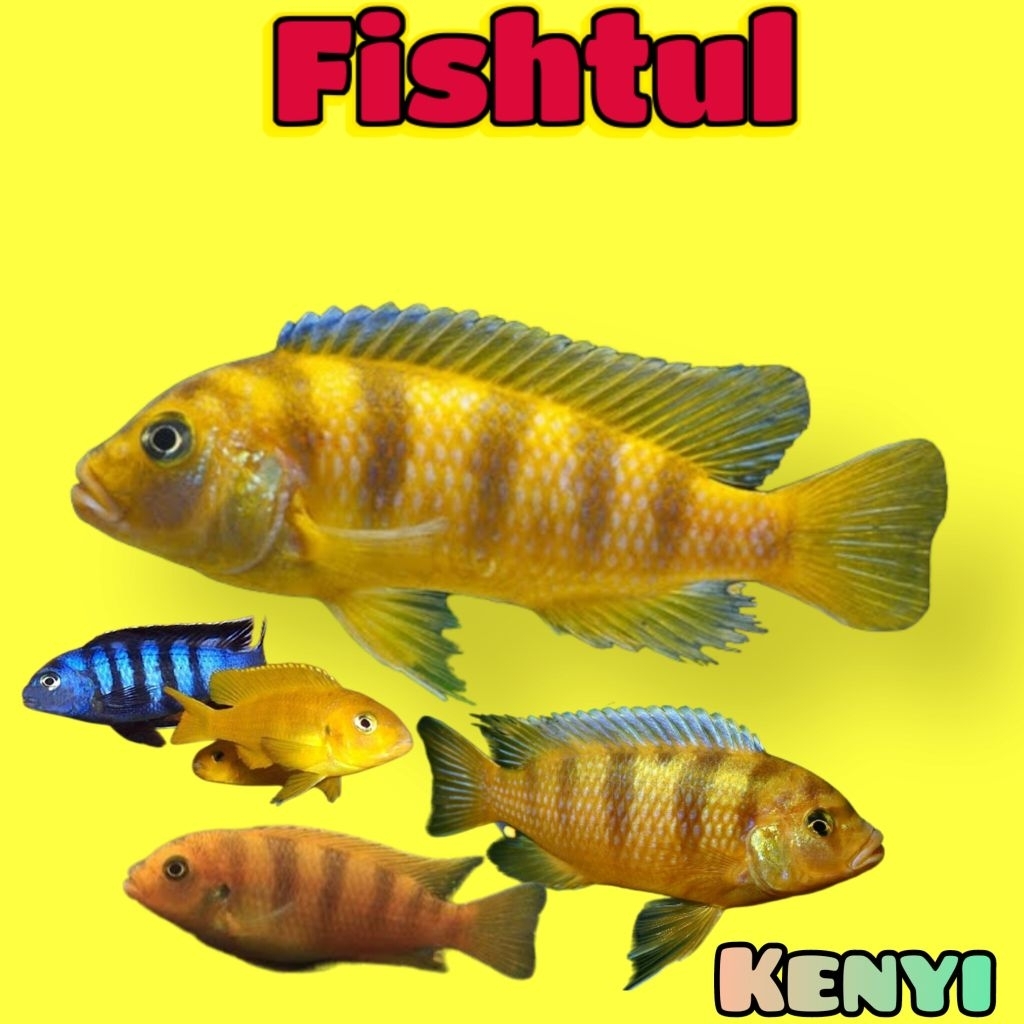 Cichlid Mbuna Kenyi