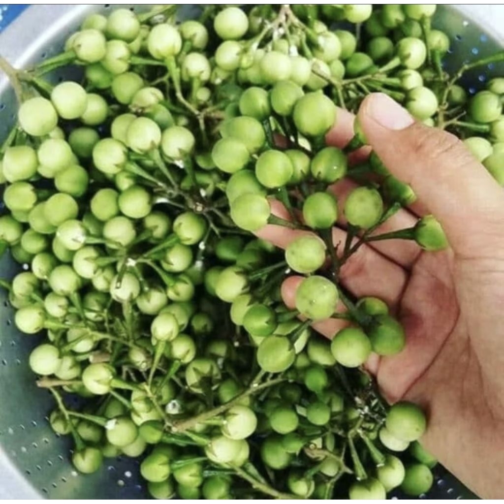 POKAK / CEPOKAK / TERONG PIPIT