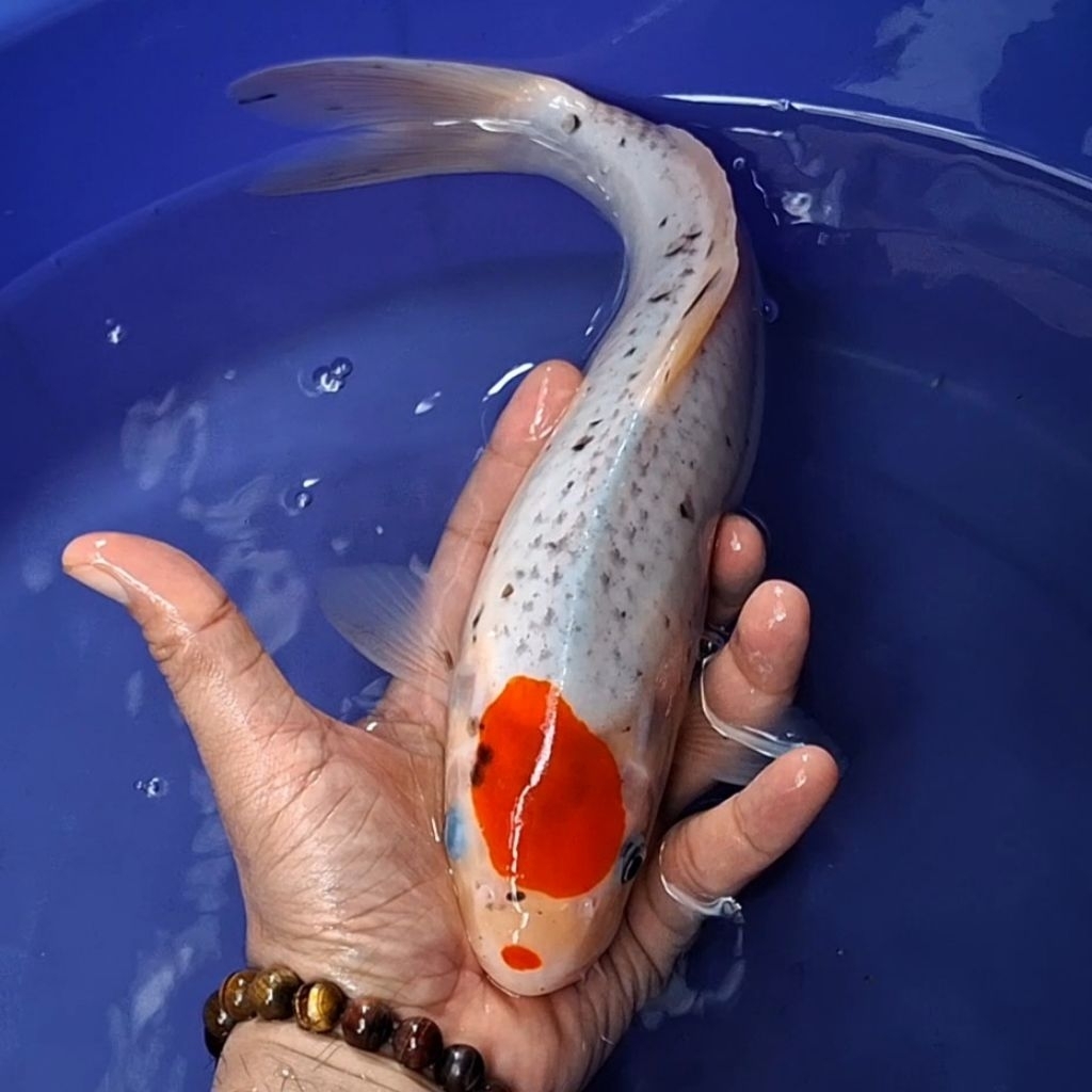 Ikan Koi Blitar Jenis Tancho / Rumah Koi Jakarta / kode 002