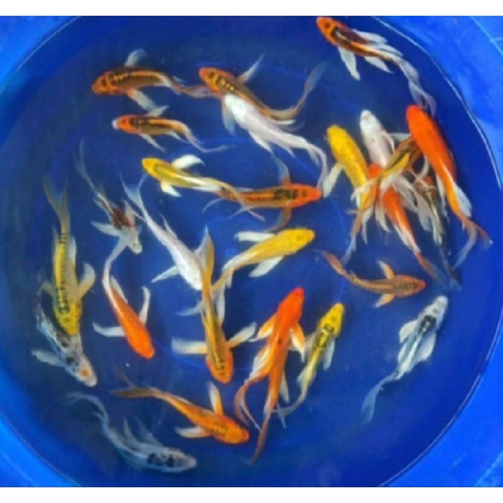 KOI KUMPAY SLAYER/KOI KUMPAY METALIK WARNA WARNI PER EKOR