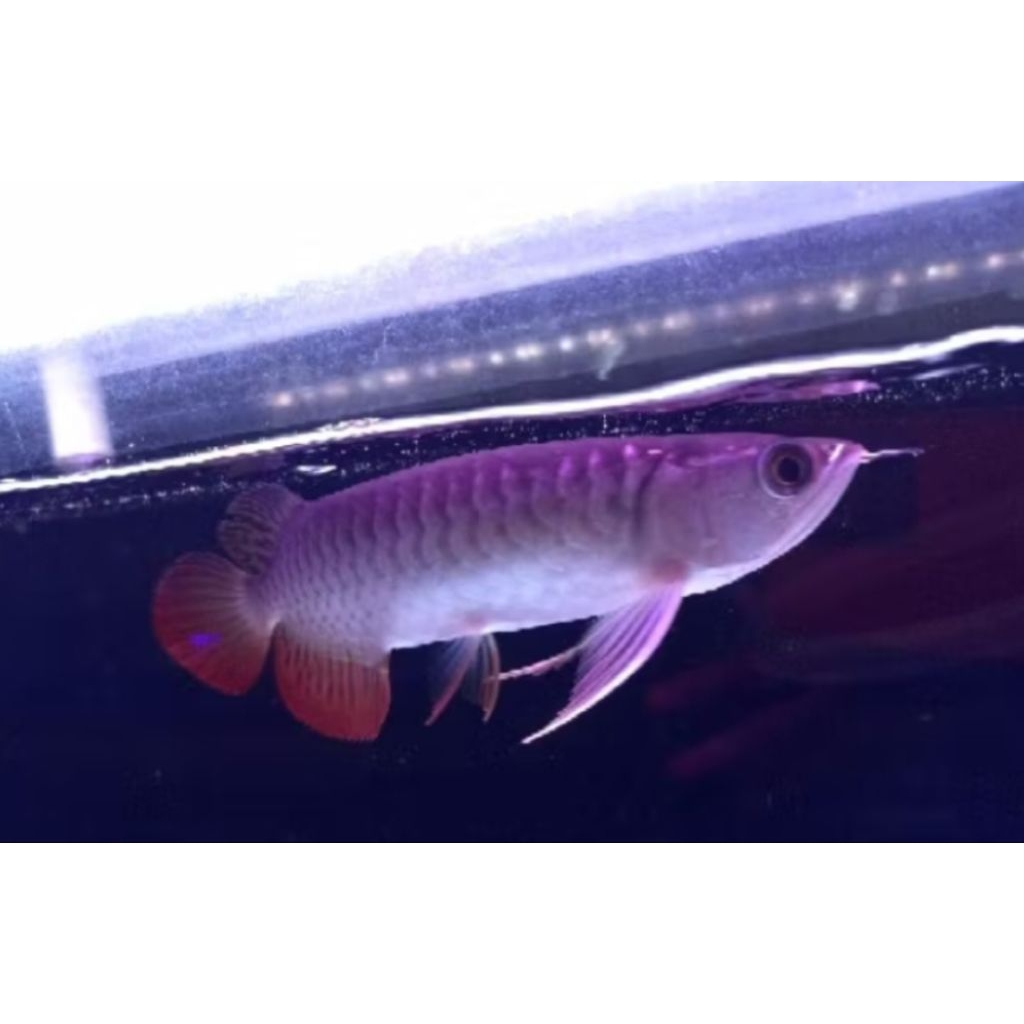 ARWANA GOLDEN RED -+18CM LENGKAP SERTIFIKAT