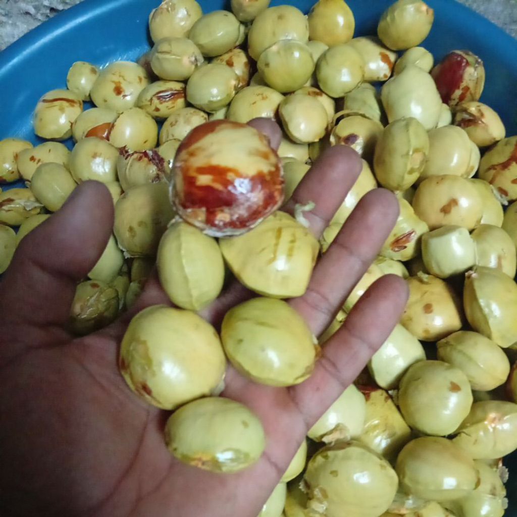 Jengkol tua 1 kg