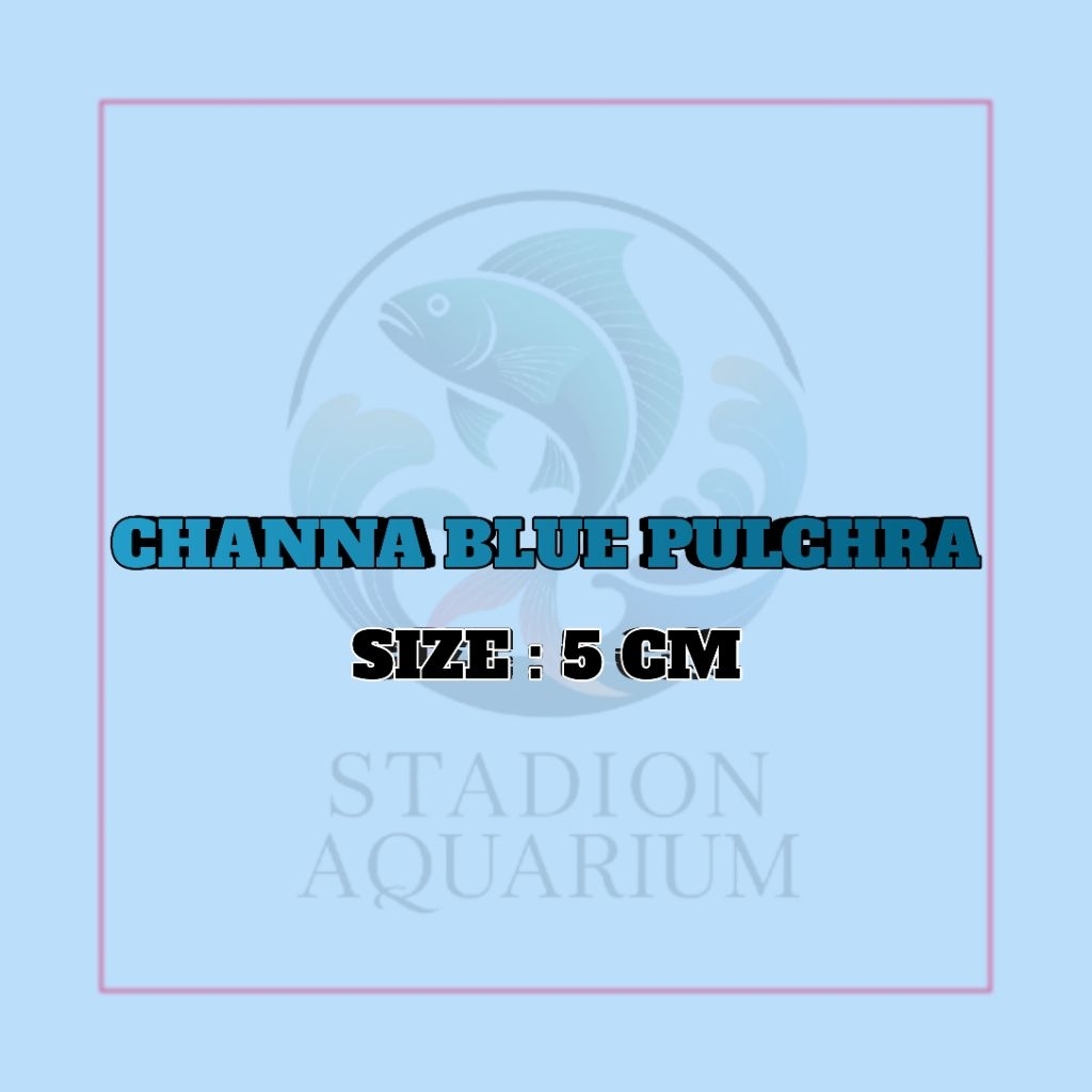 CHANNA BLUE PULCHRA