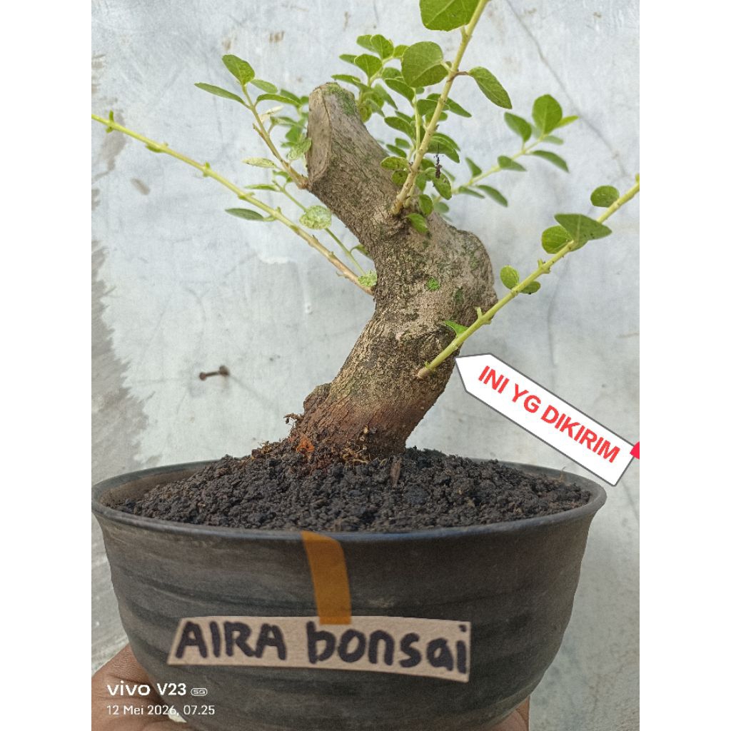 bahan bonsai sancang prospek