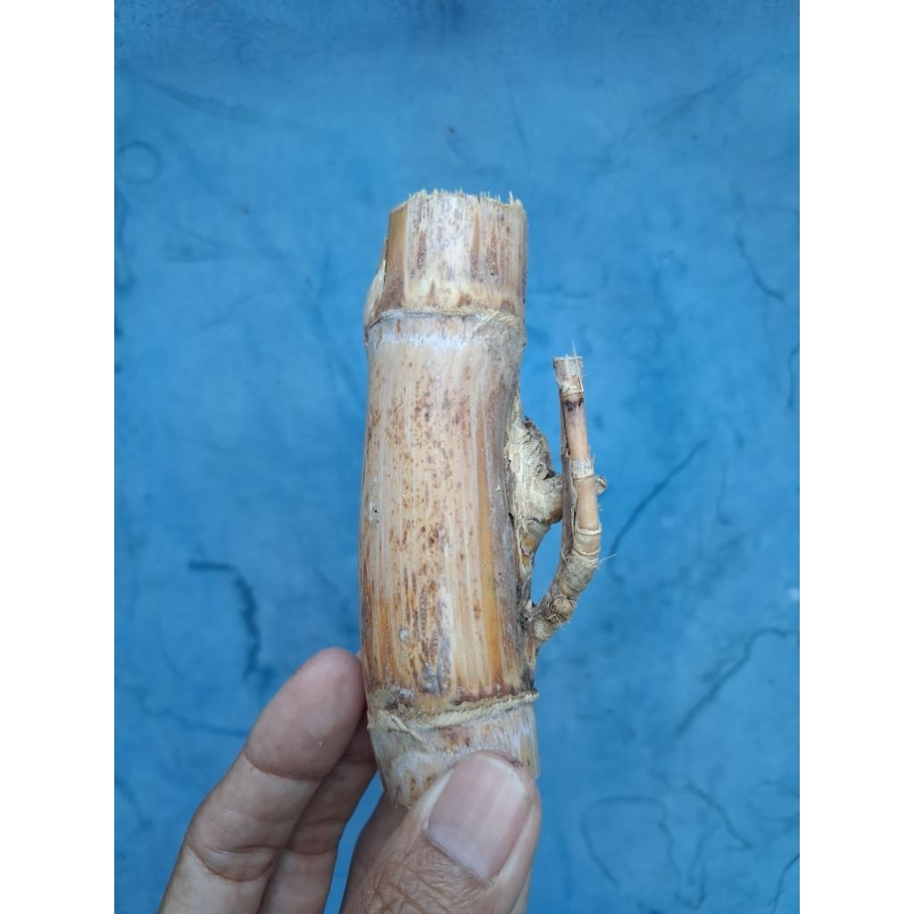 BAMBU UNIK PETUK JALU SULUR (11 CM) JOS