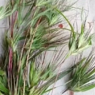 Ramo kasang.bulu perindu segar 50 gram
