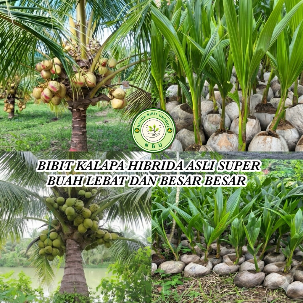 BIBIT KELAPA HIBRIDA ASLI BERKUALITAS SUPER CEPAT BERBUAH LEBAT DAN BESAR BESAR