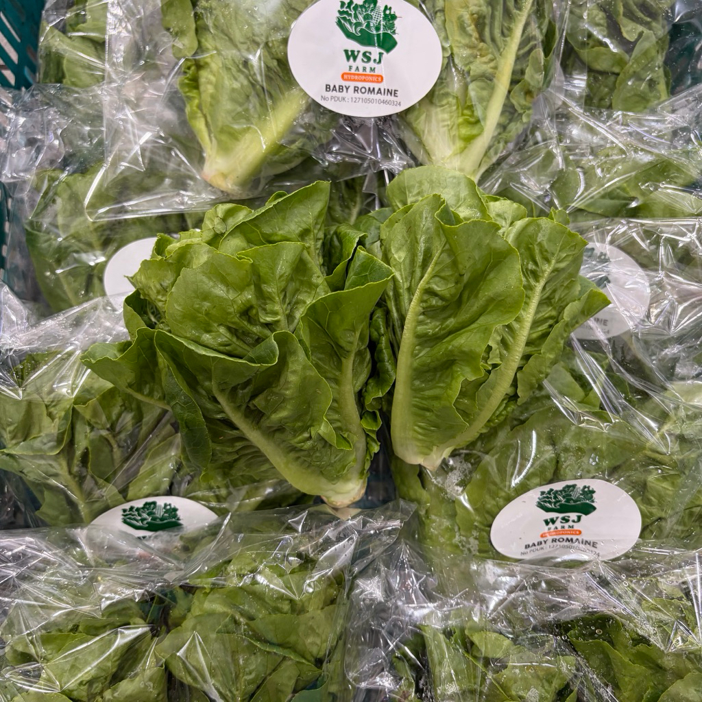 SELADA BABY ROMAINE LETTUCE SAYURAN PACK Sayur Salad HIDROPONIK ORGANIK