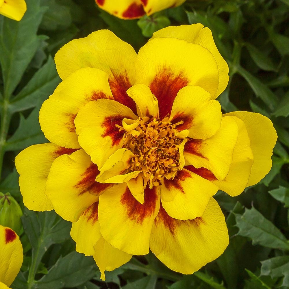 Benih Marigold