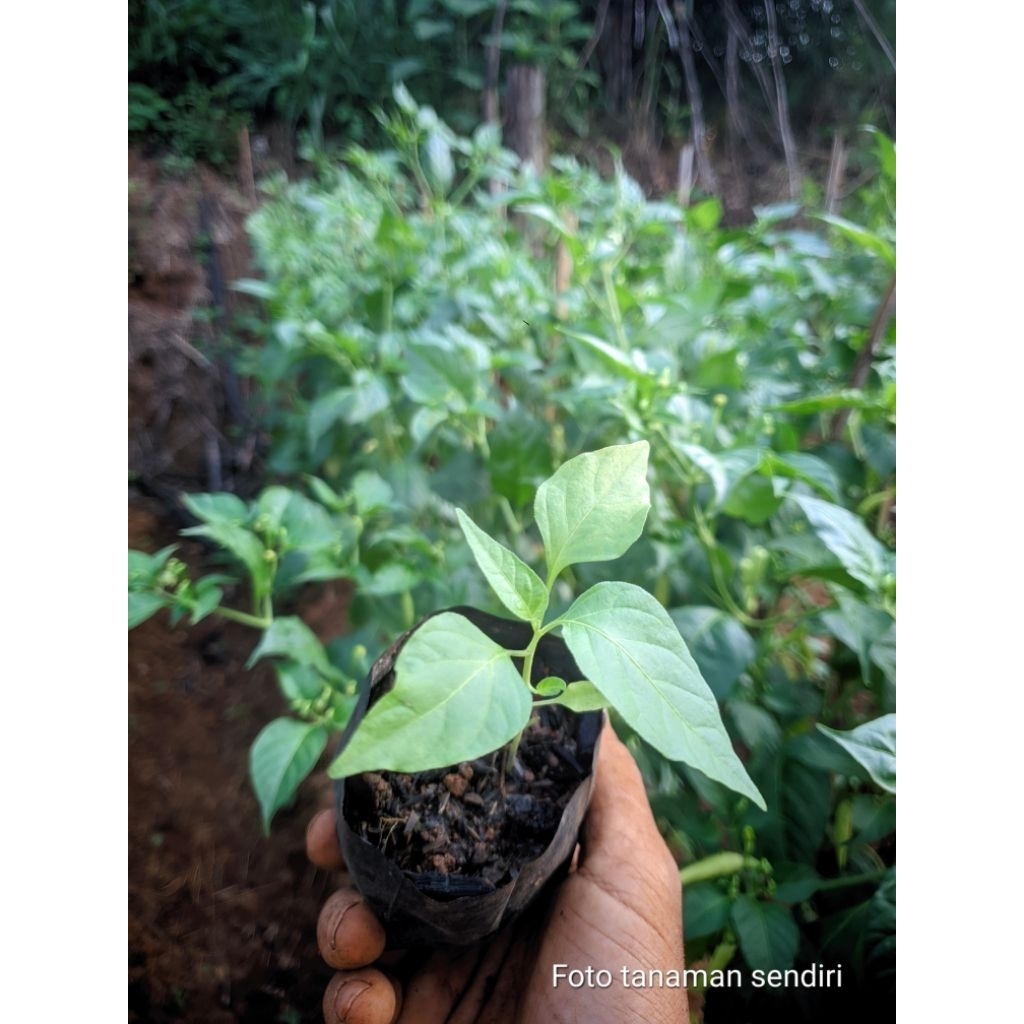 bibit cabe rawit siap tanam