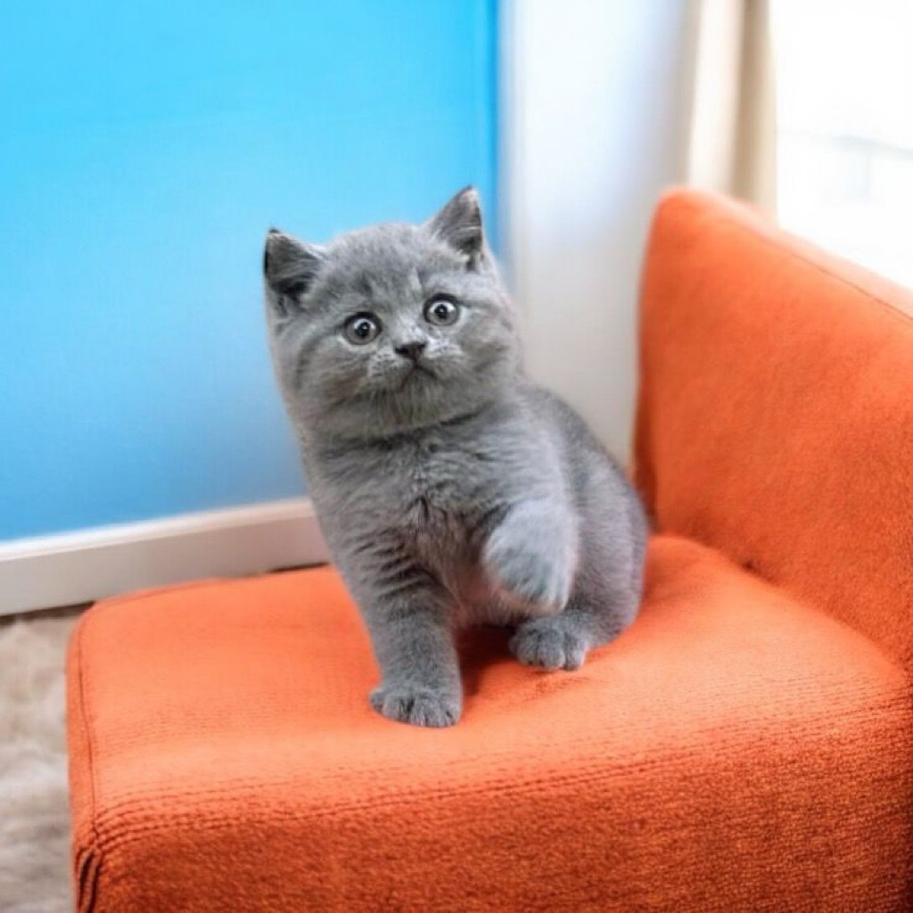 Kucing Kitten BSH British Shorthair Blue Solid