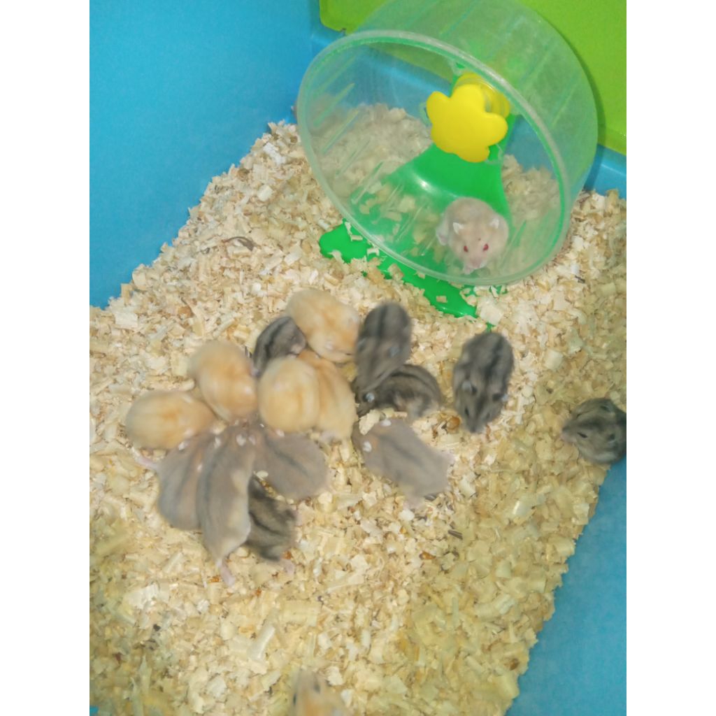 hamster winter GOLDEN (BACA DESC)