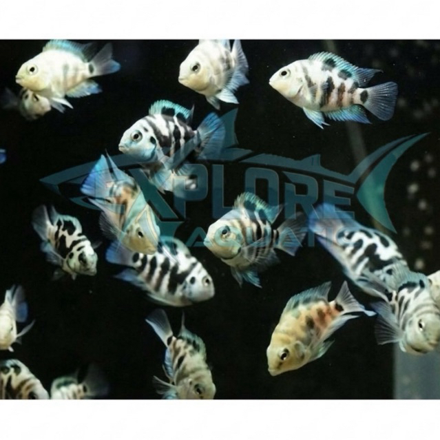 Blue Polar Parrot 2,5cm - Ikan Hias Aquarium