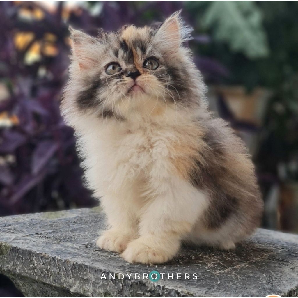 LEPAS ADOPSI Kucing Kitten Persia Flatnose x Peaknose Longhair Calico BETINA