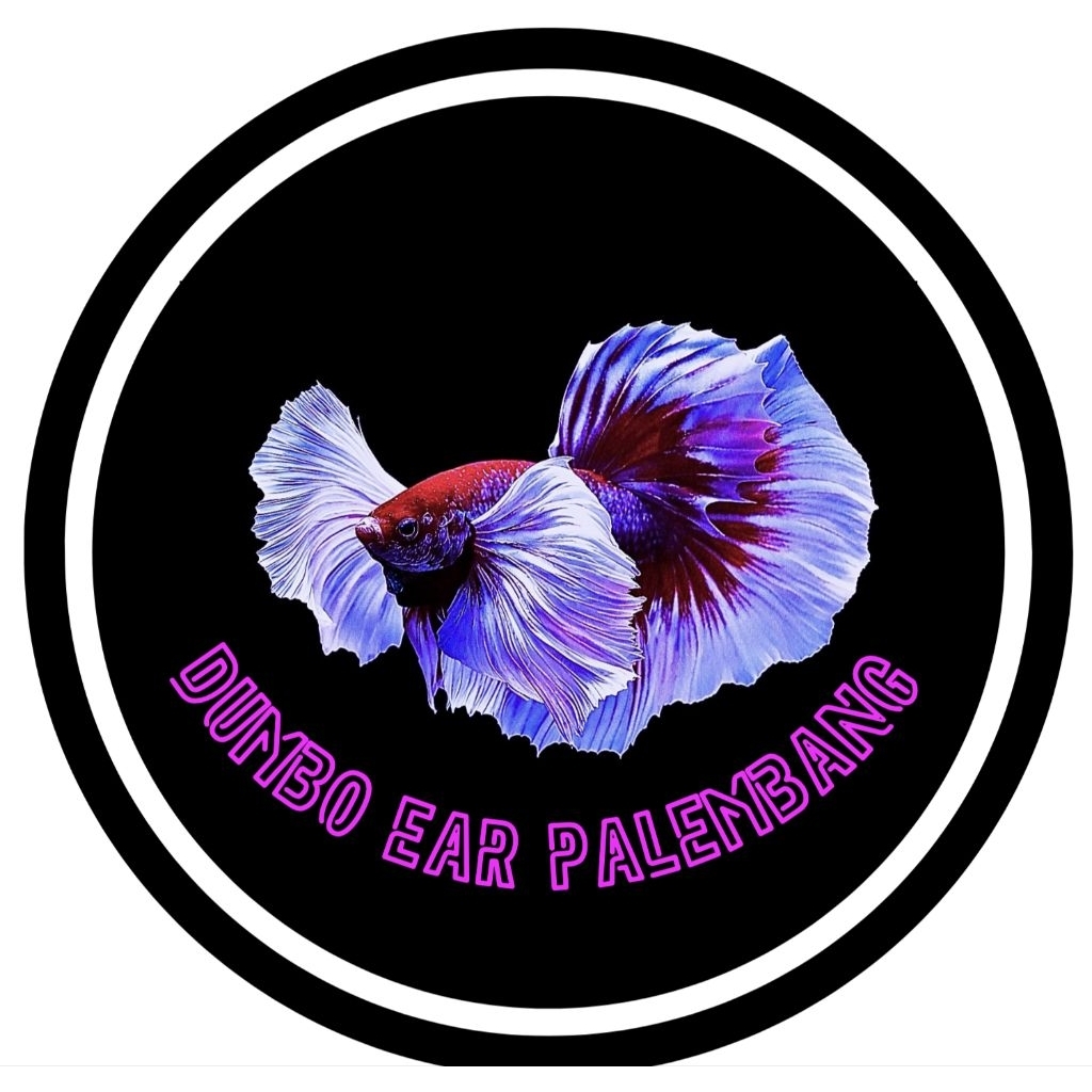 ikan Cupang Dumbo Ear palembang