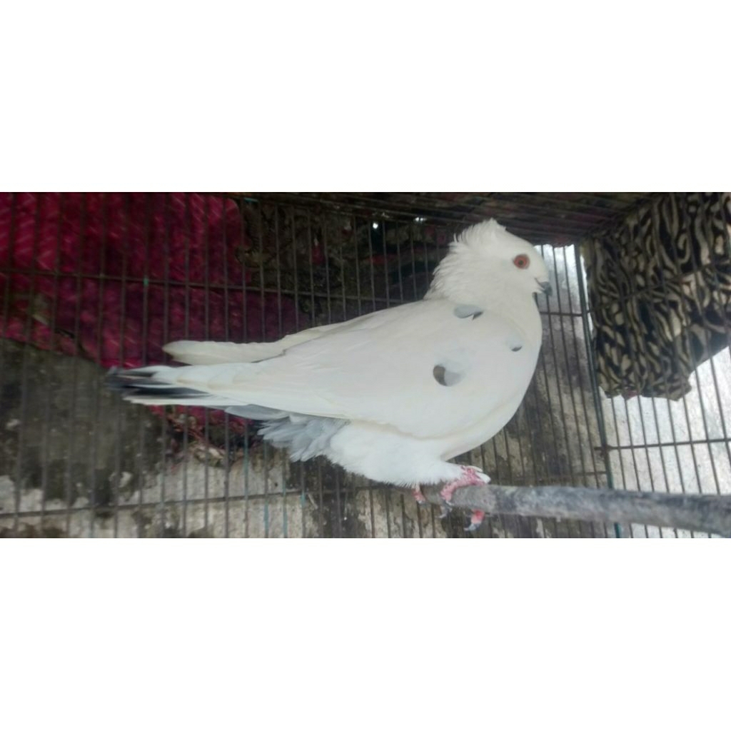 BURUNG MERPATI JAMBUL