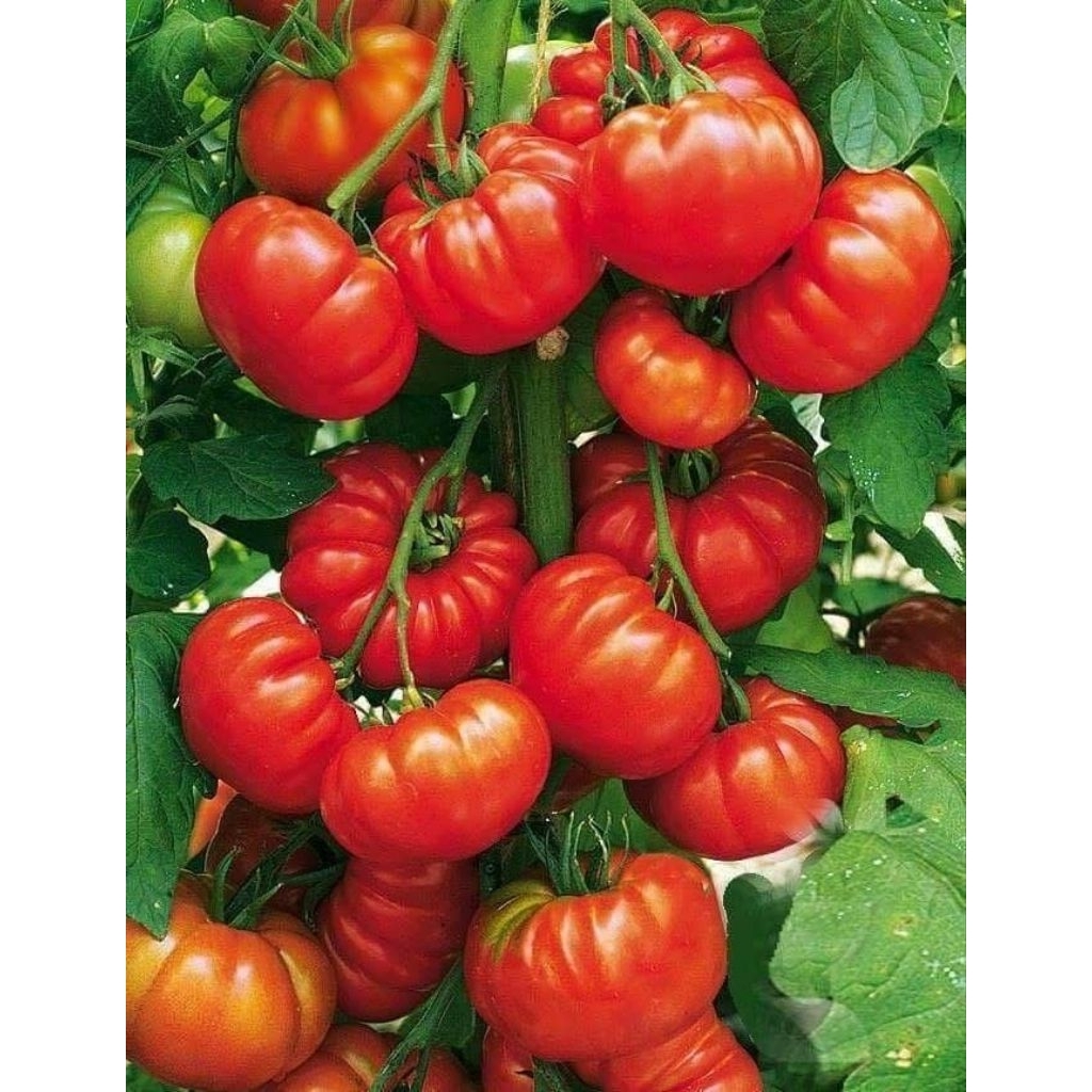 50 biji benih tomat mawar Jumbo