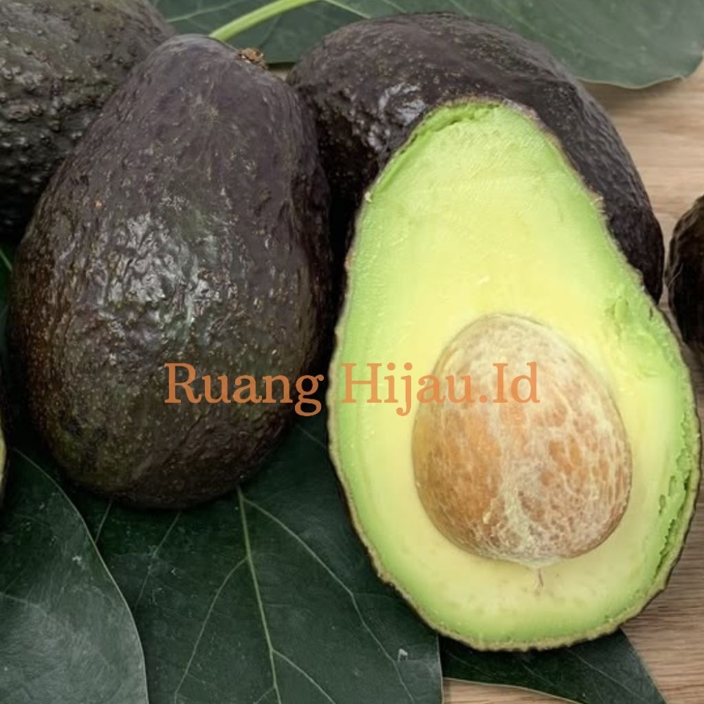 Bibit Alpukat Hass Okulasi Siap Berbuah