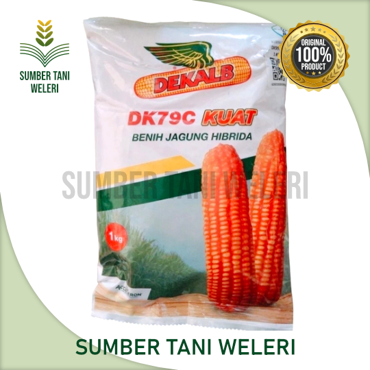 BENIH JAGUNG DEKALB DK79C KUAT - BENIH JAGUNG HIBRIDA - 1 KG - BAYER INDONESIA
