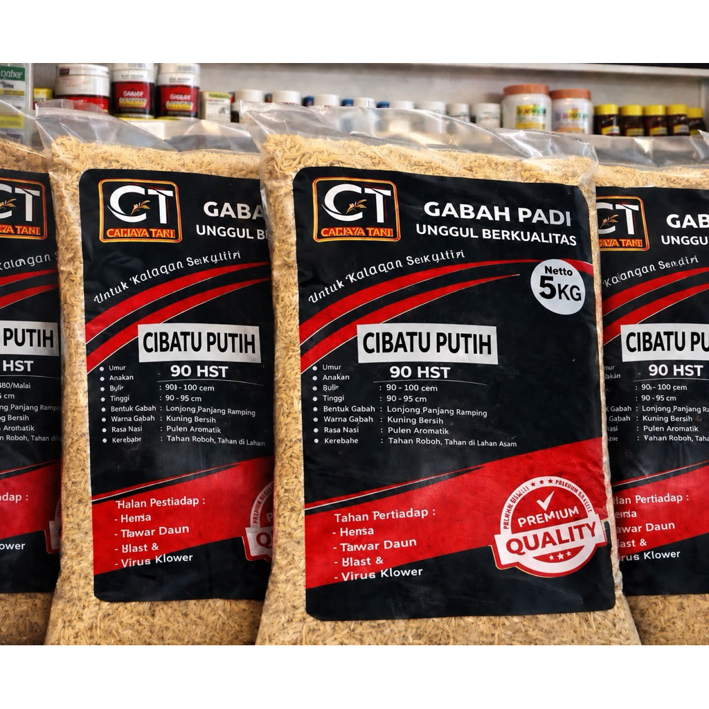 padi cibatu putih