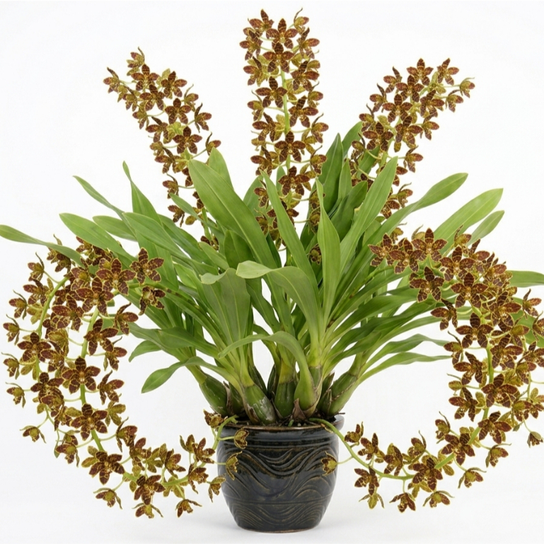 [ DEWASA ] Grammatophyllum Tiger’s Paw – Anggrek dengan Corak Kaki Harimau