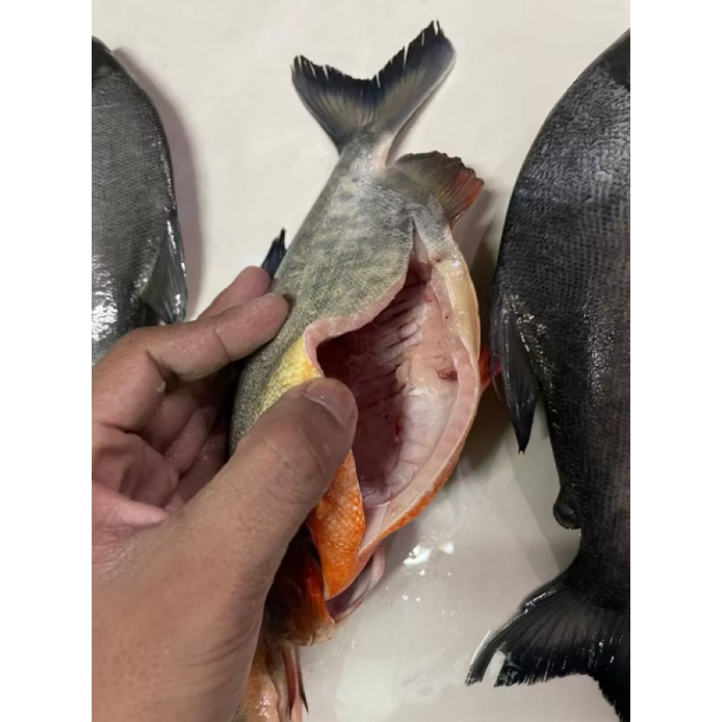 IKAN BAWAL 1 KG FRESH TANPA INSANG TANPA ISI PERUT ( SUDAH BERSIH )