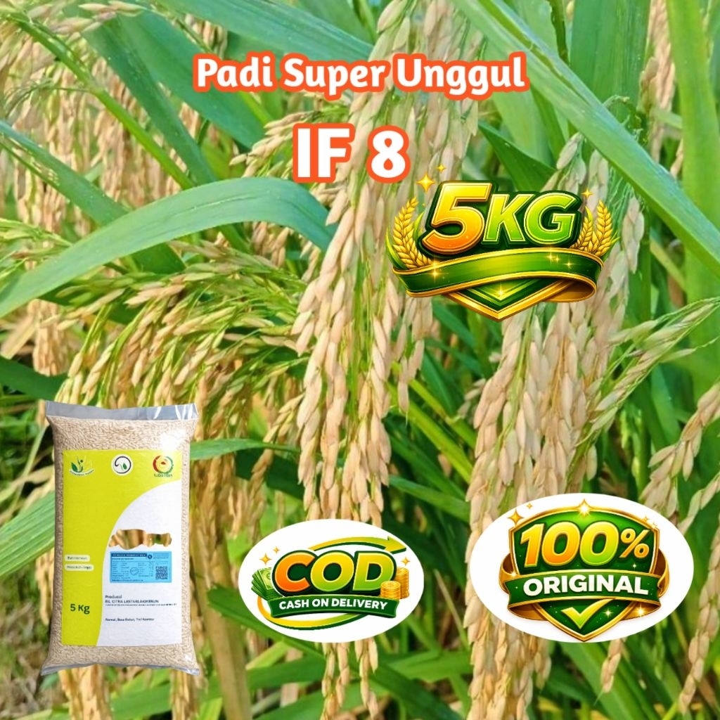 BENIH PADI IF 8 Berkualitas ORIGINAL KEMASAN 5KG