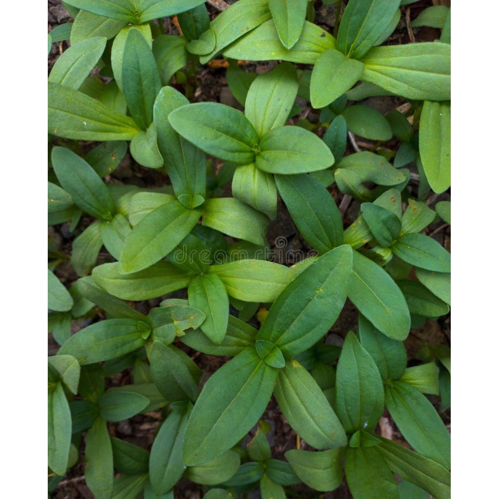 bibit tanaman bunga zinnia