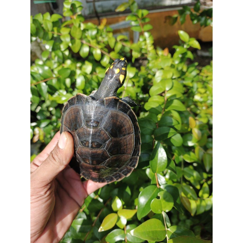 Miniatur Unifilis/Badut Juvenil
