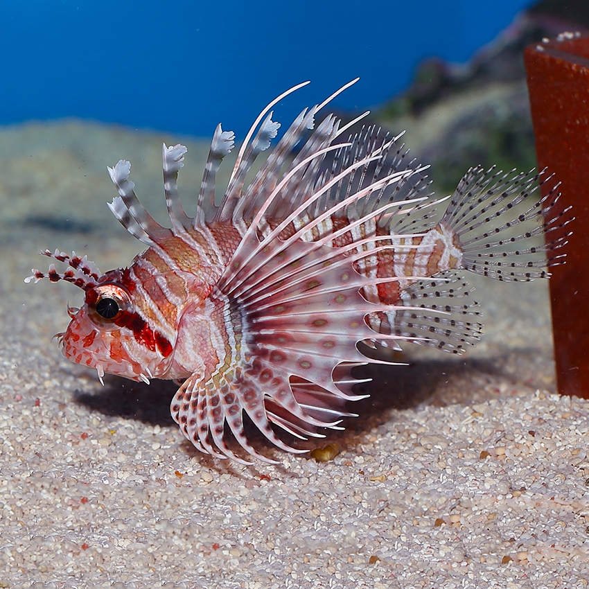 Ikan Hias Air Laut Niles Lionfish