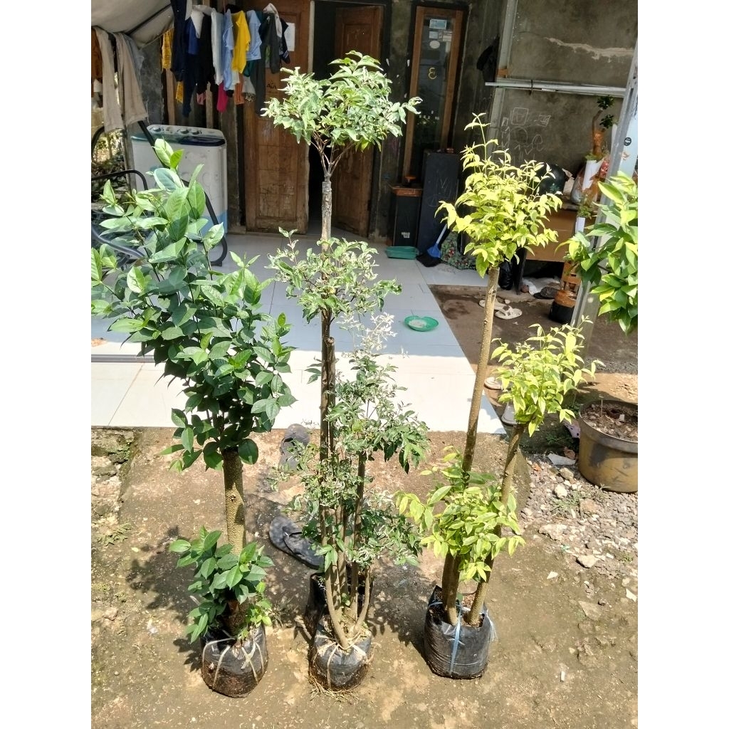 paket tiga pohon melati Jasmine, anting Putri salju, Anting Putri kuning