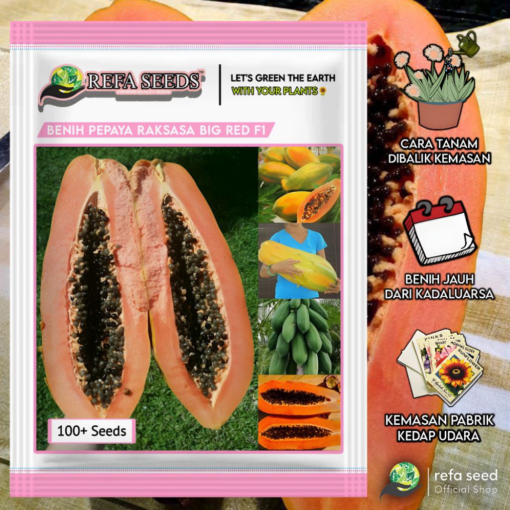 100 Biji Benih Pepaya Raksasa Big Red Papaya F1 | Super Manis | Mudah Panen | Cepat Berbuah