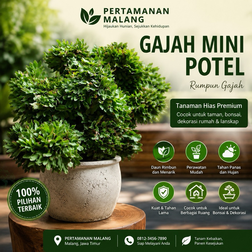 RUMPUT GAJAH MINI . TAMAN KUBURAN