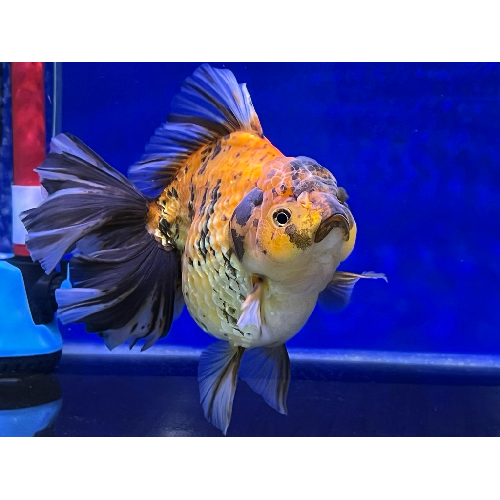 Ikan mas koki Oranda Long Tail Tiger size Jumbo