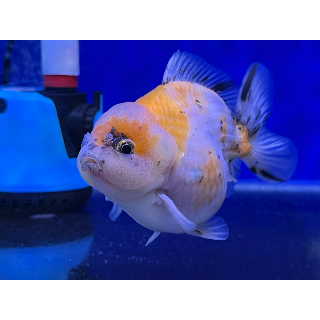Ikan Mas Koki OST Oranda Calico