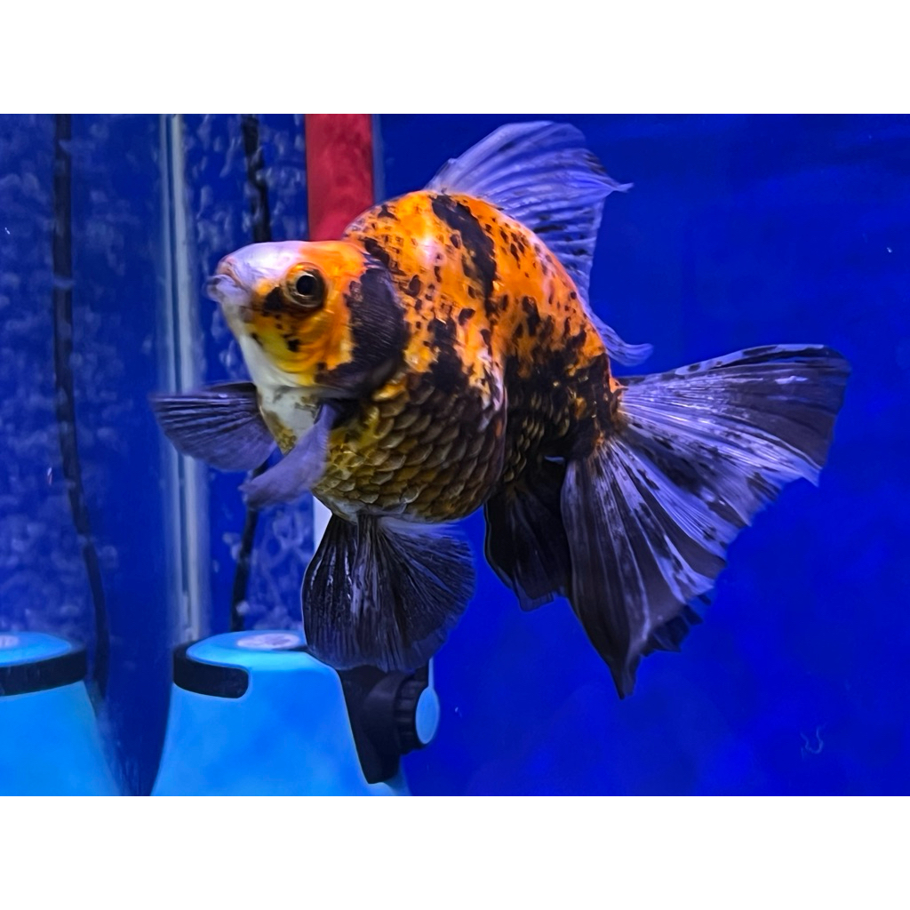 Ikan Mas Koki Ryukin Tiger Broad Tail