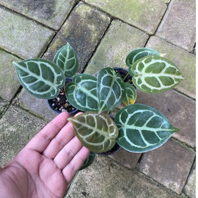Tanaman Hias Anthurium Kuping Gajah Silver Blush x Red Crystallinum / Anthurium Hybrid Silver x Red