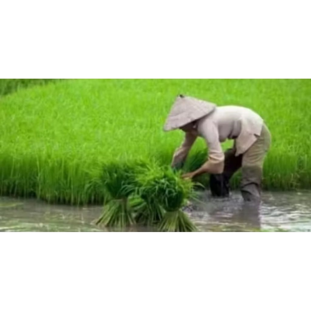 bibit padi siap tanam padi ci herang/mekongga periket