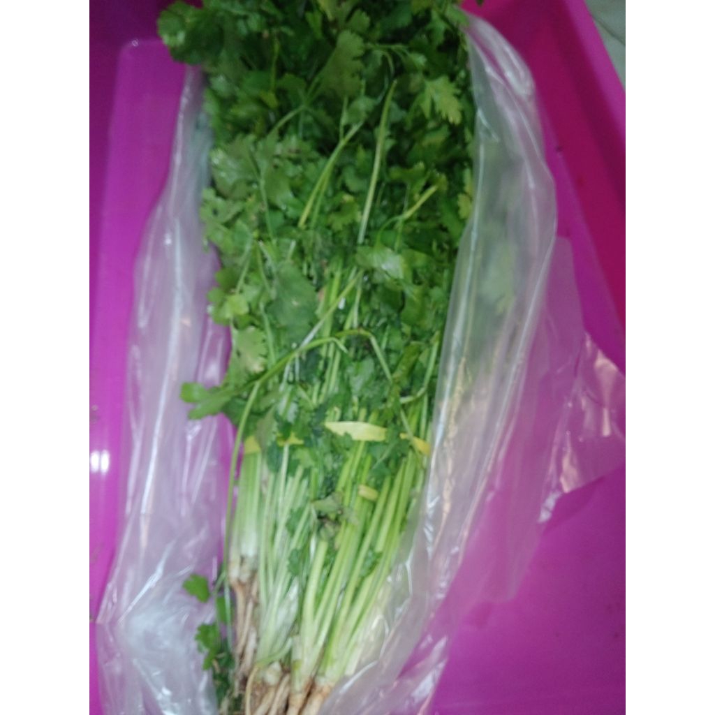 Sayur Cilantro Coriander Daun Ketumbar segar