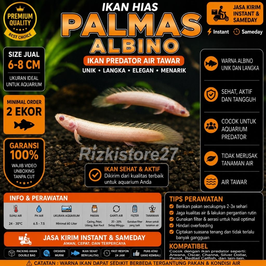Ikan Hias Palmas Albino Size 6-8 Cm Palmas Predator Air Tawar Aquarium
