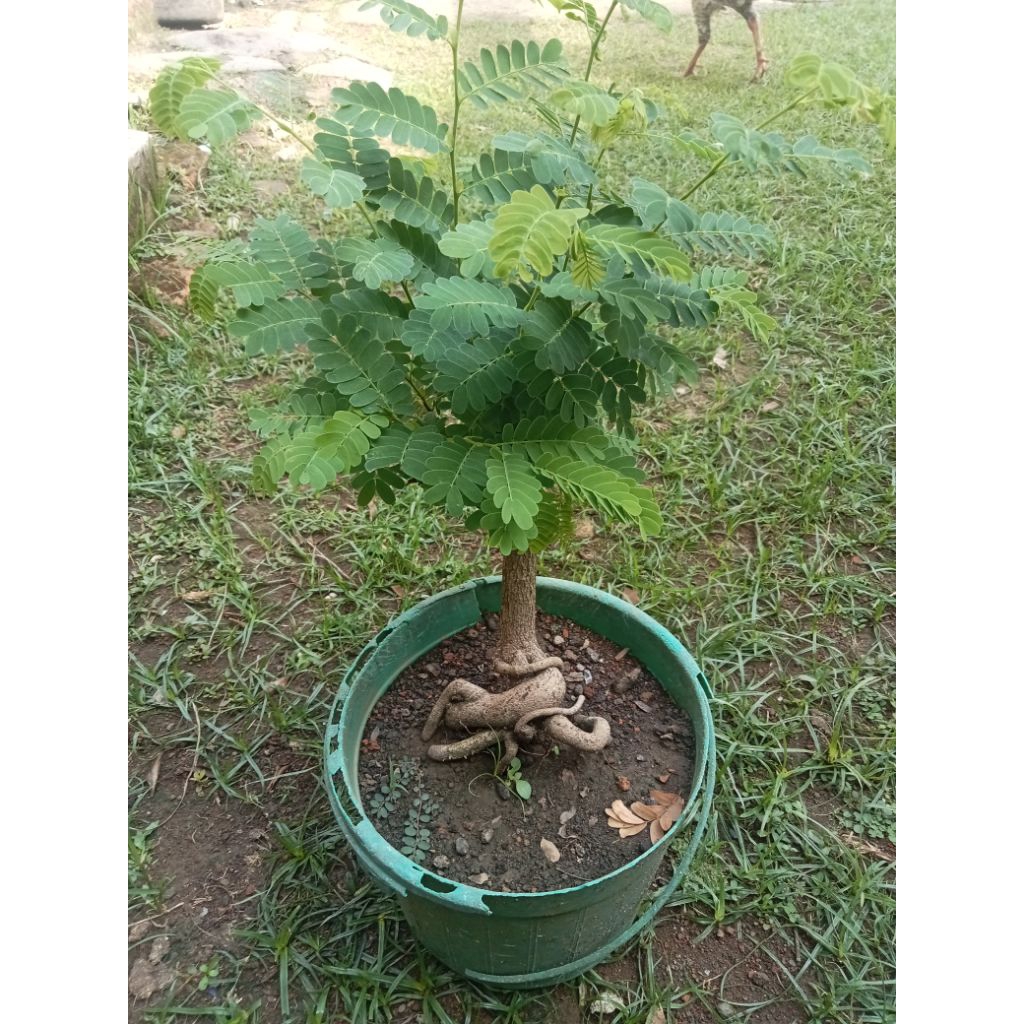 Bahan bonsai asem jawa